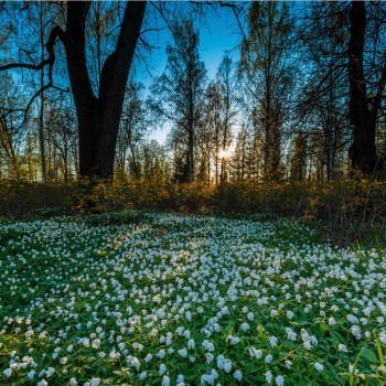 Spring_Grasslands_Trees_468062